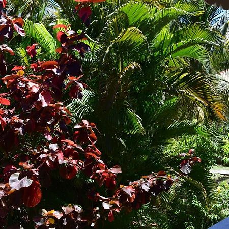 Jardin Sur Mer Terre-De-Haut Exteriör bild